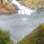 月ヶ谷温泉の吊橋がかかる勝浦川に花筏が渦を巻いていました。　・留まりて渦を巻きゐる花筏(和良)