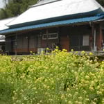 美馬市穴吹町の山間部では菜の花がまだ咲いていました。 ・菜の花の今盛りなる山家かな （和良）