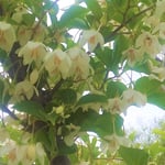 鳴門海峡が展望できるレストランのえごの花は散り始めていました。・散りてなほ真白でありしえごの花(和良)　　