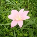清水が湧く江川湧水原の水辺に黄菖蒲の花が咲いていました。　。黄菖蒲の花咲く清水湧く水辺（和良）