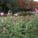 徳島市の城山にある徳島中央公園で見た冬薔薇です。凛としていました。  ・彩をたどりて来れば冬薔薇（和良）