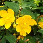 朝の道後公園を散策しますと前夜の雨に濡れた未央柳が綺麗でした。・未央柳雨に洗はれ鮮やかに(和良)