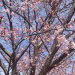 早咲きの蜂須賀桜をダウンを着て見に来た人も多かったです。　・ダウン着て蜂須賀桜見に来しと(和良)