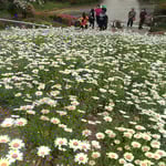 眉山山頂にある花壇にマーガレットが咲き始めていました。　　・遠目にもマーガレットの白さかな(和良)