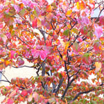 文学書道館の駐車場の花水木は紅葉もまた見ごたえがありました。　　　・紅葉もまた美しき花水木(和良)