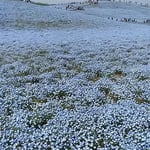 国営ひたち海浜公園のみはらしの丘から波静かな海が見えました。　　　　・ネモフィラの丘より春の海を見る（和良）