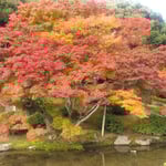 栗林公園では夕暮れになっても冬紅葉が綺麗に輝いていました。　　　・夕暮れになりても美しき冬紅葉(和良)