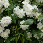 藍住町の薔薇園ではいろいろな薔薇が目を楽しませてくれました。　　　　・可憐なる薔薇にも棘はありにけり（和良）