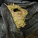 山葵田の黒い覆いを下から覗くと小鳥の巣がありました。　・山葵田の覆ひ覗けば小鳥の巣（和良）