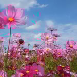 鳴門ウチノ海総合公園のコスモスは青空に映えていました。　　　　　　　・コスモスの色を極めし空の青（和良）