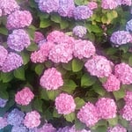 藍住町で散歩の時に見た雨上がりの紫陽花は綺麗でした。　・雨あとの紫が好き濃紫陽花（和良）