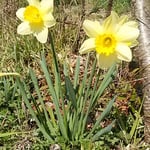 板野町で見た黄水仙です。太陽に輝いて見えました。　　　　　　　　　　・水仙の終りし後の黄水仙（和良）