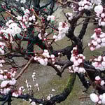 徳島城公園の梅林では臥竜梅が今年も満開の花をつけていました。　・蜂須賀の世より咲き継ぎ臥竜梅（和良）