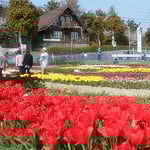 北島町のチューリップ園には大勢の家族連れが来ていました。　　　　　　・チューリップ真っ赤や子供らの頬も（和良）