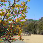 徳島市の阿波史跡公園で見た臘梅です。大勢見に来ていました。　　　　　　　　　　　　　　　　　　　　　　　　　　・臘梅や史跡公園山裾に(和良)　　　　