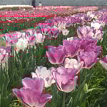 北島町のチューリップ園には明るい色が多かったように思いました。・原色と云ふ明るさのチューリップ(和良)