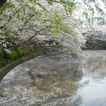 鎌倉の鶴岡八幡宮の池では鯉が動く度に花筏がさざめいていました。  ・花筏鯉の背鰭にさざめけり（和良）