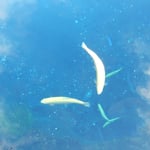 忍野八海には富士山の伏流水が滾々と涌き出ていました。　　　　　　　　・滾々と涌き出る水の澄みに澄み（和良）