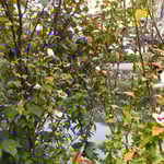 美観地区の掘割の岸辺には五弁の木槿も花をつけていました。　　　　　・掘割にこちら五弁の木槿かな(和良)