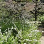 松山市の湯築城跡で見た雪柳です。白い花が鮮やかでした。 ・予の国の城の跡なる雪柳（和良）