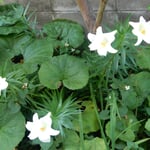 我が家の庭に百合の花が咲きました。庭が明るくなりました。　　　　　　・百合咲いて狭庭にはかに華やぎぬ（和良）