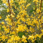 阿波市土成町の熊谷寺の境内に山吹が咲いていました。　　・山吹に元気もらったてふ遍路（和良）