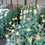 新宿御苑の江戸菊花壇の菊はそれぞれ受け継いできた特色がありました。　・泰平の江戸の栄華や菊の花（和良）