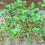 毎日トレイに水を張ってブロッコリーの種を育ててみました。　　・ブロッコリーの芽の犇ける速さかな(和良)