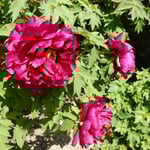 神宮寺の牡丹園にはいろいろな種類の赤い牡丹がありました。　　・赤てふは引き締まる色赤牡丹(和良)