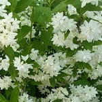 藍住町の自宅周辺を散歩していると卯の花が咲いていました。　・ひっそりと卯の花の咲く旧家かな（和良）