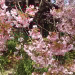 原田家住宅の蜂須賀桜は花が散りはじめ若葉が出始めていました。　・若葉また蜂須賀桜らしき赤(和良)