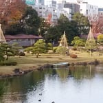 旧芝離宮恩賜庭園では松の雪吊が終っていました。　　　　　　　　　　　　・雪吊の松に気品のありにけり（和良）