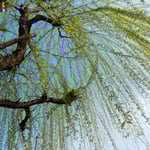 道後温泉の足湯がある広場には大きな柳が芽を吹いていました。　　　　　・芽柳の広場に足湯ある道後（和良）