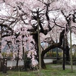 神山町にある明王寺の枝垂れ桜には道に屋台が出来ていました。　　　　　・百歳の桜に屋台まで出来て(和良)