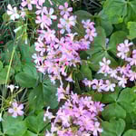 我が家の庭の酢漿草の花は日の蔭に入ると一段と綺麗でした。　　　　　　・日の蔭の酢漿草の花美しき(和良)