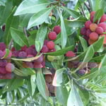 吉野川市鴨島町の江川湧水源では楊梅が満艦飾に実をつけていました。  ・楊梅や取り放題と言はれても （和良）