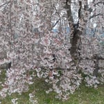 吉野川市の向麻山公園で見たしだれ桜はどれも満開でした。　　・先づ花のトンネル抜けて来られよと(和良)