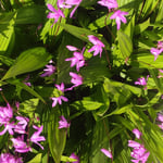 庭先に紫蘭の花は一つ一つが連なり合うように咲いていました。　　・庭先に連なり咲ける紫蘭かな(和良)