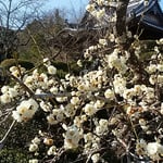 吉野川市鴨島町の玉林寺の境内に白梅が咲いていました。　・白梅の香る古刹の静けさよ（和良）