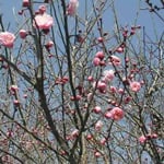 散歩の途中、藍住町で見た紅梅です。七部咲きでした。  ・紅梅の競へる空の青さかな（和良）