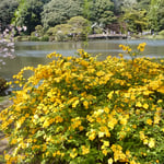 新宿御苑の日本庭園では山吹が山吹色に輝いていました。　　　　　　　　　　・山吹の山吹色がことに好き（和良）