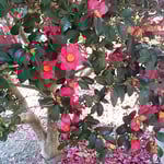 旧農業大学跡地の庭の山茶花は散っても真っ赤でした。　　　　　　　　　・こぼれゐし山茶花なほも真っ赤かな（和良）