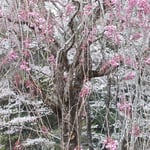 正木ダム近くの家では糸桜があり、糸桜越しに花見ができました。　・糸桜越しに花見のできる家(和良)