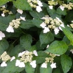 雨の日の我が家の庭の額の花はとても生き生きしていました。　　　・雨滴置く葉の凛々しかり額の花(和良)