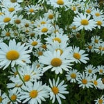 藍住町の公園の花壇一面にマーガレットが咲いていました。　・マーガレット咲きて明るき公園に（和良）