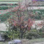 奈良県の明日香に行ってきました。棚田に柿が実っていました。  ・一年の終はりし棚田柿実る （和良）