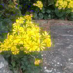 徳島中央公園の曲水では岩の間間に石蕗の花が咲いていました。　　・曲水の岩の間に間に石蕗の花(和良)