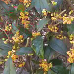 降り続く雨の日の我が家の庭の金木犀は花も葉も光っていました。　・雨の日の木犀花も葉も光る(和良)