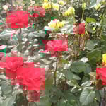 薔薇園の薔薇は鮮やかな原色が多いように思われました。　　　　　　　　　　・原色の艶比べなり薔薇祭（和良）