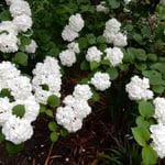 神宮寺の小手鞠の花は雨上りに白が浮き出ているように感じました。　　　・木戸口を入れば小手鞠咲き満ちて（和良）